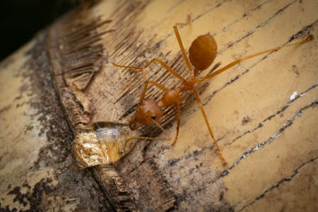 Ant Extreme Close Up, insect in the natureの写真素材