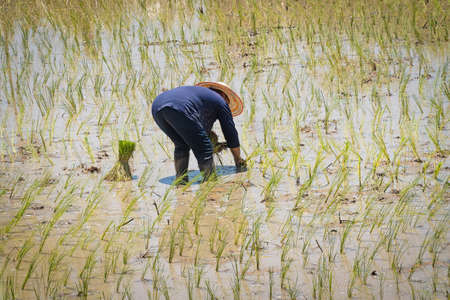 Planting Rice, asian people working at rice paddyの写真素材