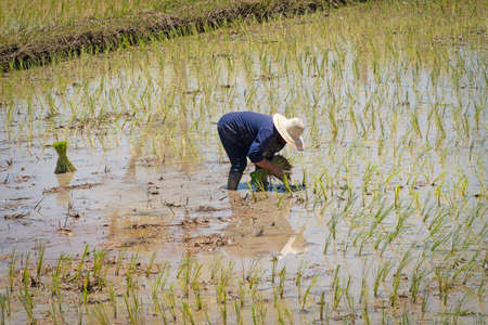 Planting Rice, asian people working at rice paddyの写真素材