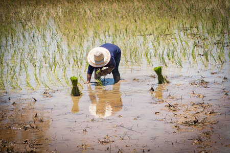 Planting Rice, asian people working at rice paddy
