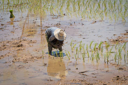 Planting Rice, asian people working at rice paddyの写真素材