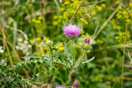 Thistle Purple, close up of wildflower in the meadow