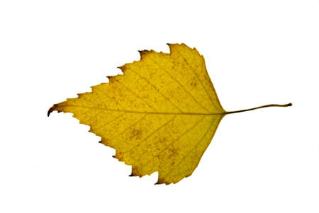 Yellow birch leaf isolated on the white backgroundの写真素材
