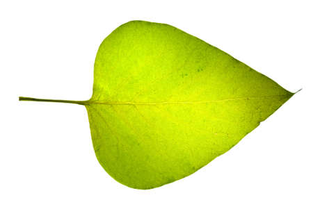Yellow-green jasmine leaf isolated on the white backgroundの写真素材