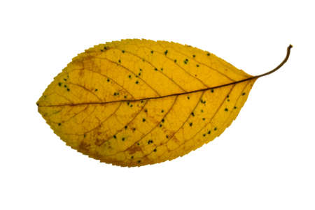 Spotted yellow cherry leaf isolated on the white backgroundの写真素材