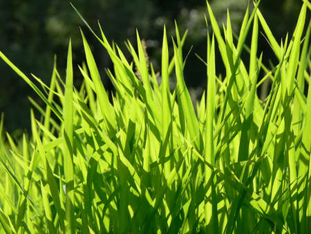 Emerald grass close-upの写真素材