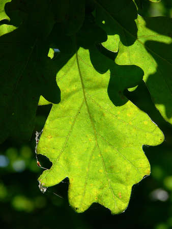 Oak leaf - light and shadows