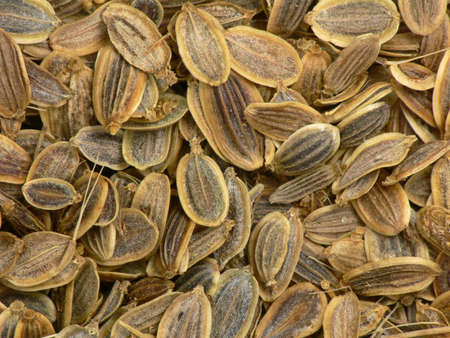 Funnel seeds close-up. Cooking ingredients