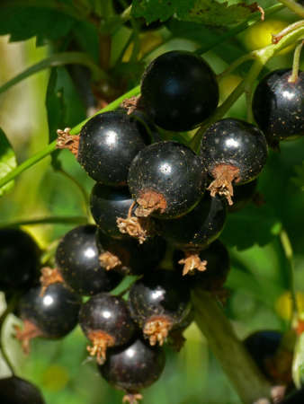 Black currants (Blackberry)