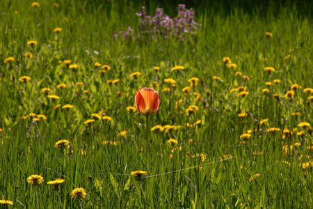 Dandelions and lone tulip