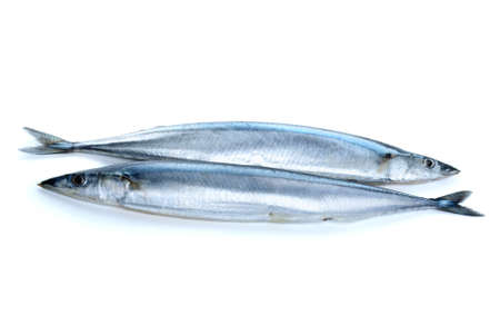 Two fresh pacific saury fishes isolated on the white backgroundの写真素材