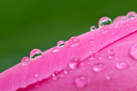 Abstract macro: Waterdrops on the pink tulip's budの写真素材