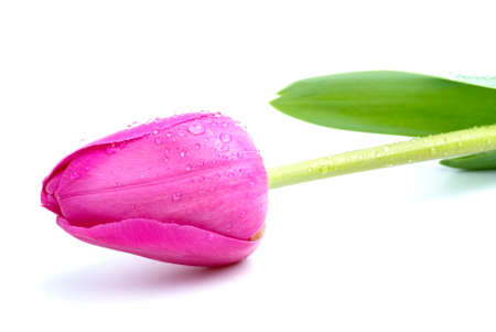 Unblown pink tulip with drops of water isolated on the white backgroundの写真素材