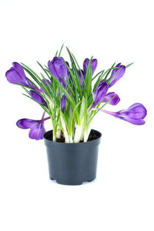 Bunch of violet crocuses in black flowerpot isolated on the white backgroundの写真素材