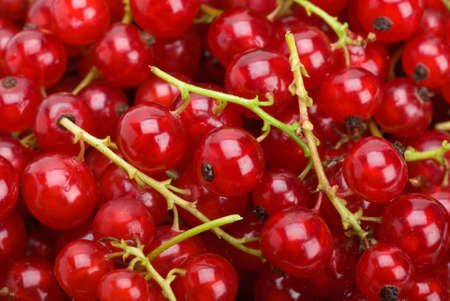 Abstract background: Redcurrants close-up