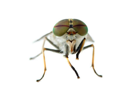 Macro shot: gadfly isolated on the white backgroundの写真素材