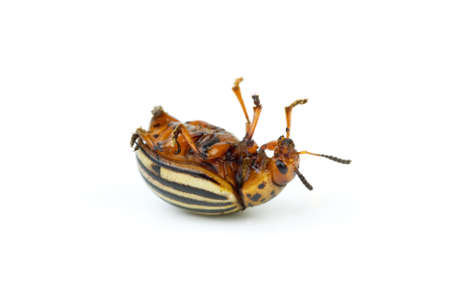 Dead colorado potato beetle isolated on the white background. Close-upの写真素材