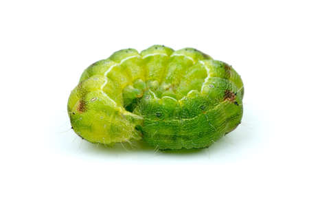 Coiled up green caterpillar isolated on the white background