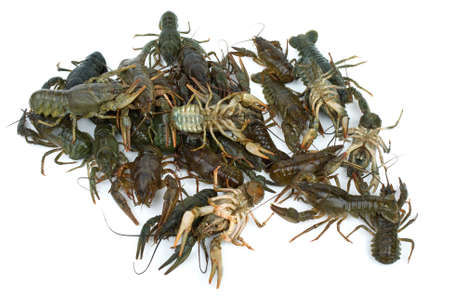 Pile of live crawfishes isolated on the white background