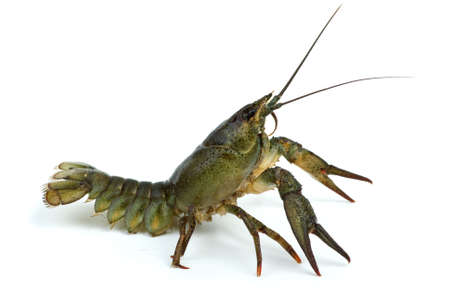 Crawfish in defensive position isolated on the white background