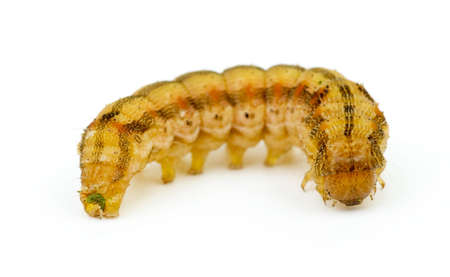 Brown caterpillar isolated on the white background. Shallow DOF. Focused on worm's headの写真素材