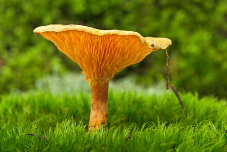False chanterelle agaric over the green mossの写真素材