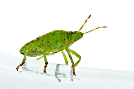 Green shield backed bug (Palomena prasina) on the white background