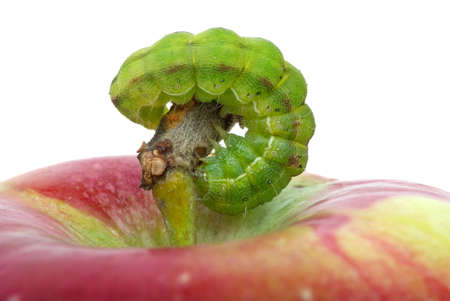 Green caterpillar on the red apple. Close-up shot. White background