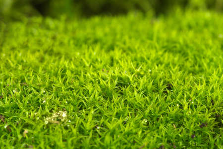 Closeup shot of fresh green forest mossの写真素材