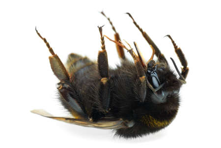 Dead bumblebee  isolated on the white backgroundの写真素材