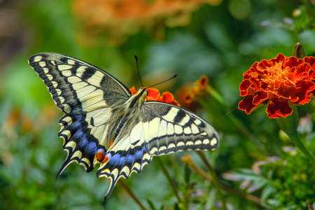 Swallowtail butterfly on the marygold flowerの写真素材