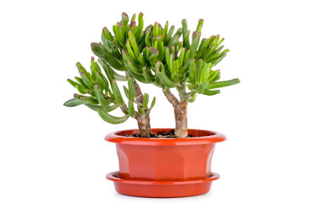 Crassula Gollum or Trumpet (Finger) Jade  on white backgroundの写真素材