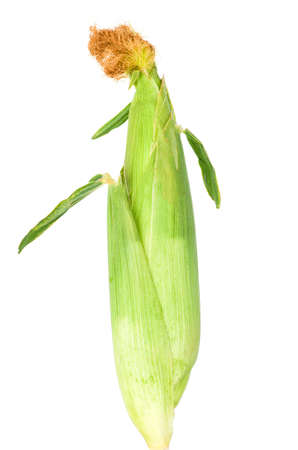 Fresh corn cob isolated on white backgroundの写真素材