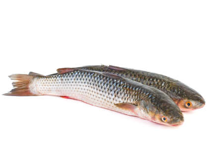 Two fresh redlip mullet fish isolated on white backgroundの写真素材