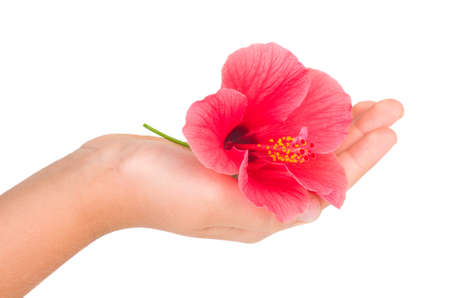 Hand hold red hibiscus flower isolated on white backgroundの写真素材