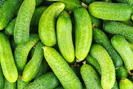 Cucumbers backgroundの写真素材