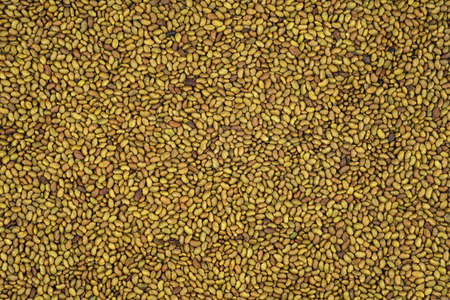 Alfalfa seeds