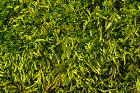 Moss background (close-up)