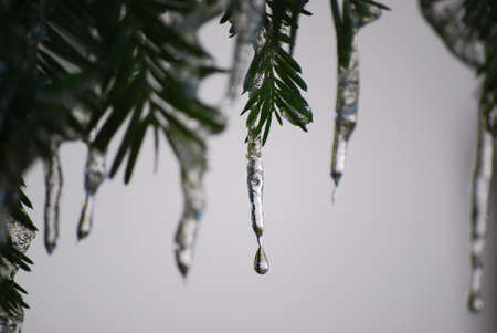 Ice on a tree branchの写真素材