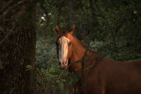 Horse at Sunsetの写真素材