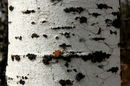 morning sunshine on birch tree barkの写真素材