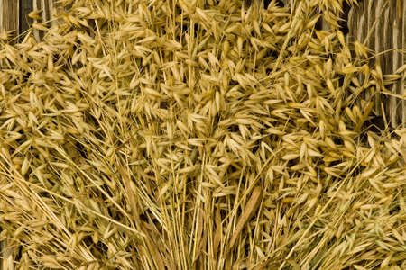oats and stems on a barnboard backgroundの写真素材