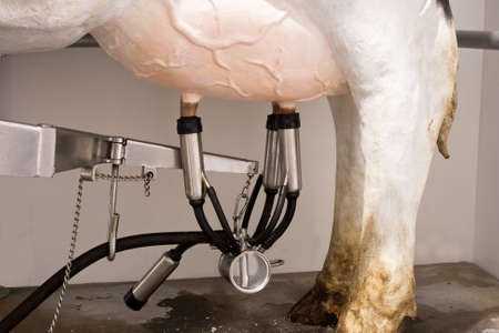modern dairy milking machine demonstrationの写真素材