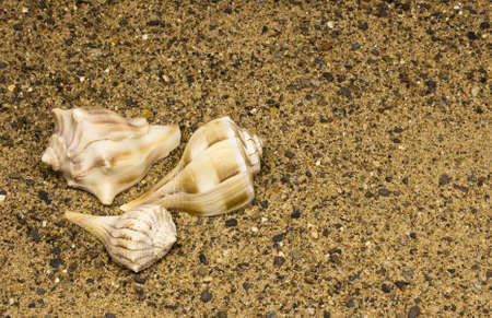 three sea shells lying on a sandy beach with copyspace