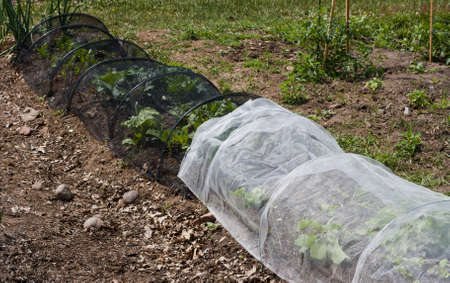 vegetables in a community garden covered with a protective meshの写真素材