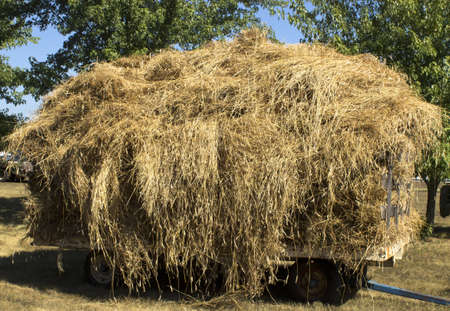 vintage farm wagon filled with loose hayの写真素材