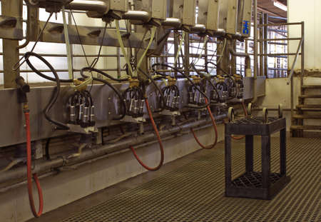 automated milking parlor located on a modern dairy farm