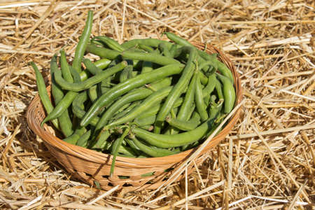 a wicker basket filled with green beans on a bale of straw