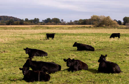 a small herd of Black Angus beef cattle in a rural pastureの写真素材