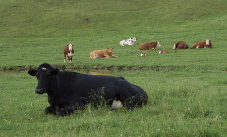 A lone black cow lying in a pasture with several Herefords.の写真素材